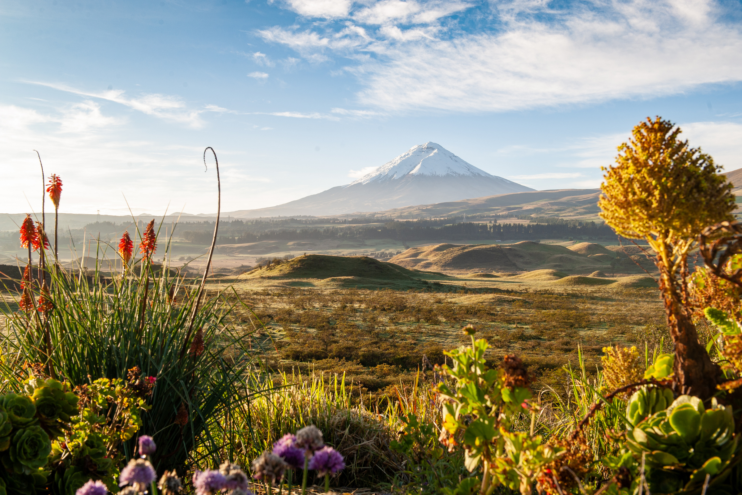 cotopaxi national park 04.webp